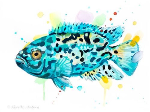 Electric Blue Jack Dempsey Cichlid