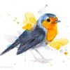 European robin