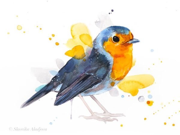 European robin