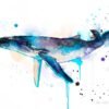 Humpback whale