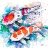 Koi