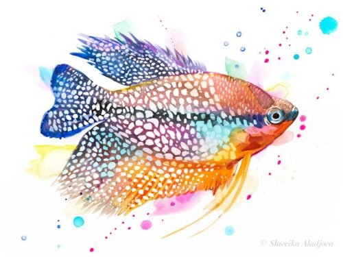 Pearl gourami