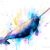 Narwhal