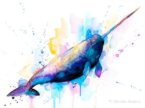 Narwhal