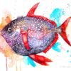 Opah, Moonfish, Sunfish