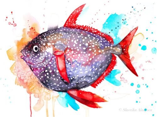 Opah, Moonfish, Sunfish