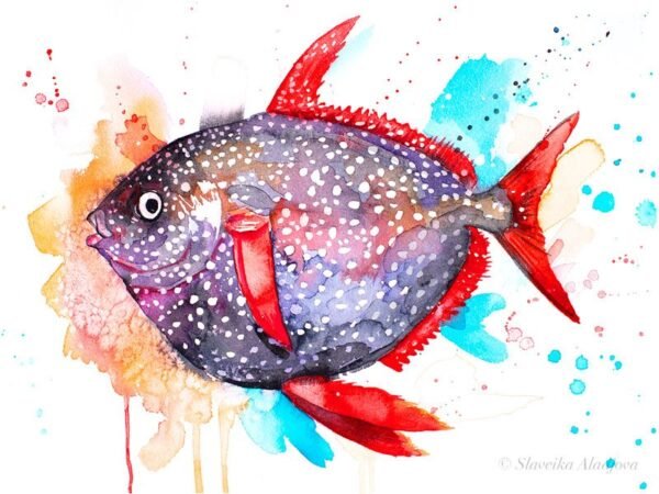 Opah, Moonfish, Sunfish