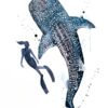 Freediver with Whale Shark Freediver with Whale Shark