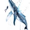 Freediver with Humpback Whale Freediver with Humpback Whale