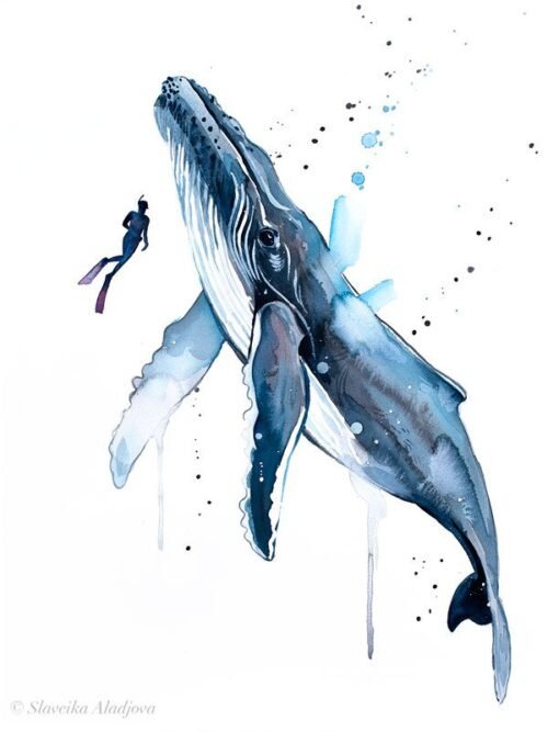 Freediver with Humpback Whale
