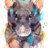 Rat