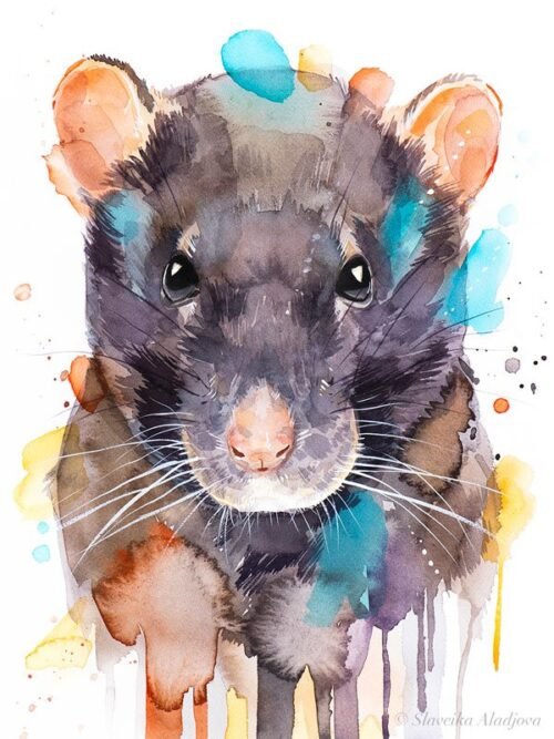 Rat