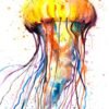 Jellyfish