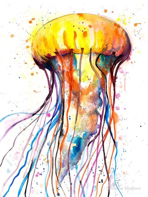 Jellyfish
