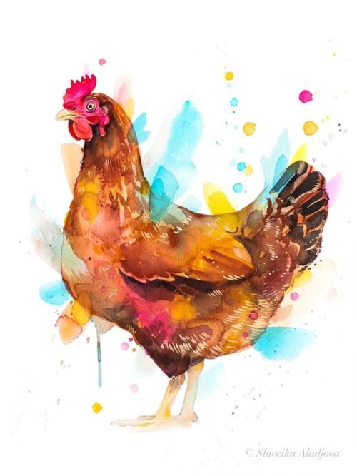Hen, Chicken