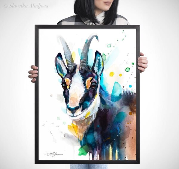 Chamois