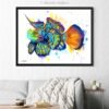 Synchiropus splendidus, Mandarinfish, Mandarin dragonet