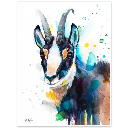 Chamois