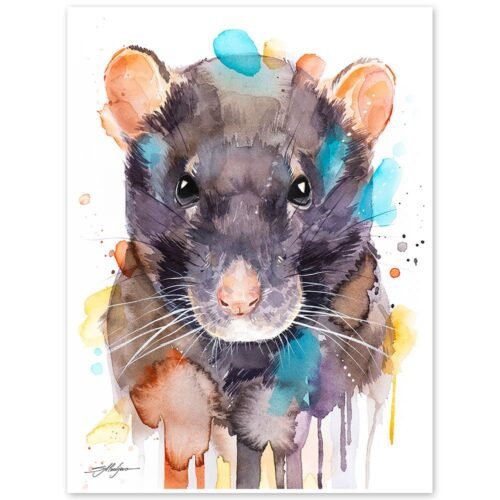 Rat