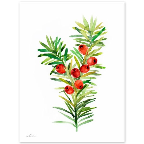 Christmas Yew Christmas Yew