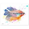 Pearl gourami