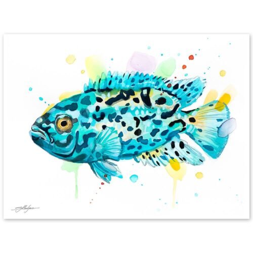 Electric Blue Jack Dempsey Cichlid