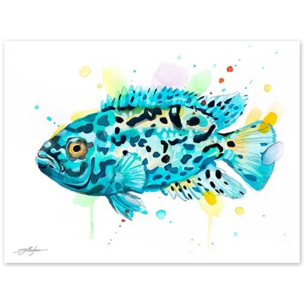 Electric Blue Jack Dempsey Cichlid