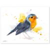 European robin