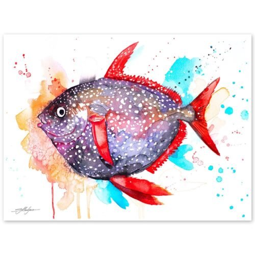 Opah, Moonfish, Sunfish