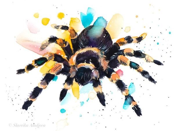 Mexican Red Knee Tarantula, Spider Mexican Red Knee Tarantula, Spider