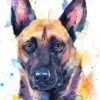 Belgian Shepherd, Malinois Belgian Shepherd, Malinois