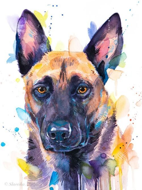 Belgian Shepherd, Malinois