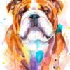 English Bulldog, Dog