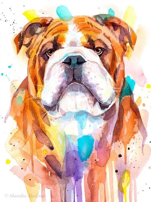 English Bulldog, Dog