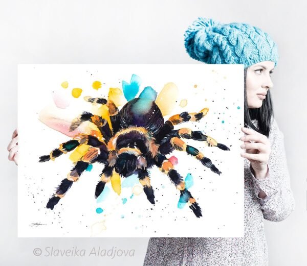 Mexican Red Knee Tarantula, Spider Mexican Red Knee Tarantula, Spider