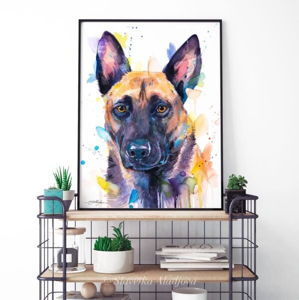 Belgian Shepherd, Malinois Belgian Shepherd, Malinois
