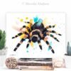 Mexican Red Knee Tarantula, Spider Mexican Red Knee Tarantula, Spider