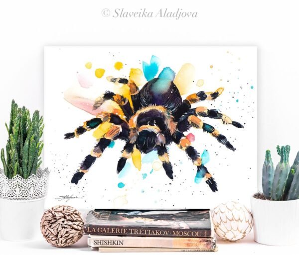 Mexican Red Knee Tarantula, Spider Mexican Red Knee Tarantula, Spider
