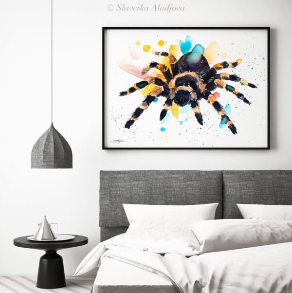 Mexican Red Knee Tarantula, Spider Mexican Red Knee Tarantula, Spider