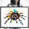 Mexican Red Knee Tarantula, Spider Mexican Red Knee Tarantula, Spider