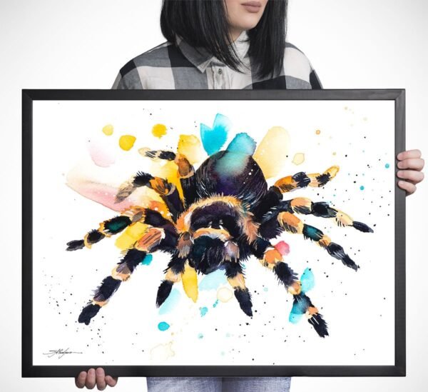 Mexican Red Knee Tarantula, Spider Mexican Red Knee Tarantula, Spider