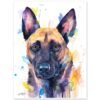 Belgian Shepherd, Malinois Belgian Shepherd, Malinois