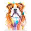 English Bulldog, Dog