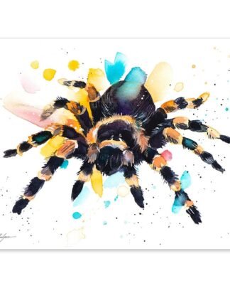 Mexican Red Knee Tarantula, Spider