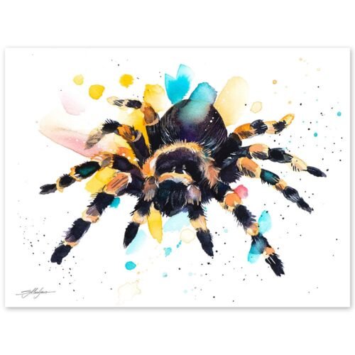 Mexican Red Knee Tarantula, Spider