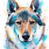 Czechoslovakian Wolfdog Czechoslovakian Wolfdog