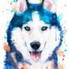 Siberian Husky, dog, animal, watercolor
