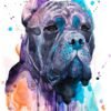 Cane Corso, dog, animal, watercolor