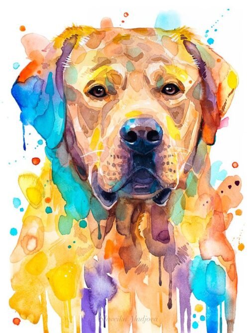 Labrador Retriever