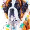 Saint Bernard Saint Bernard